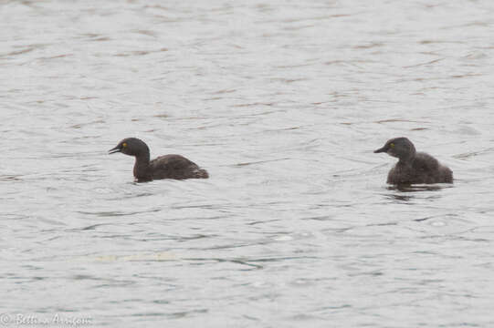 Image of Least Grebe