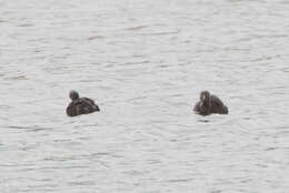 Image of Least Grebe