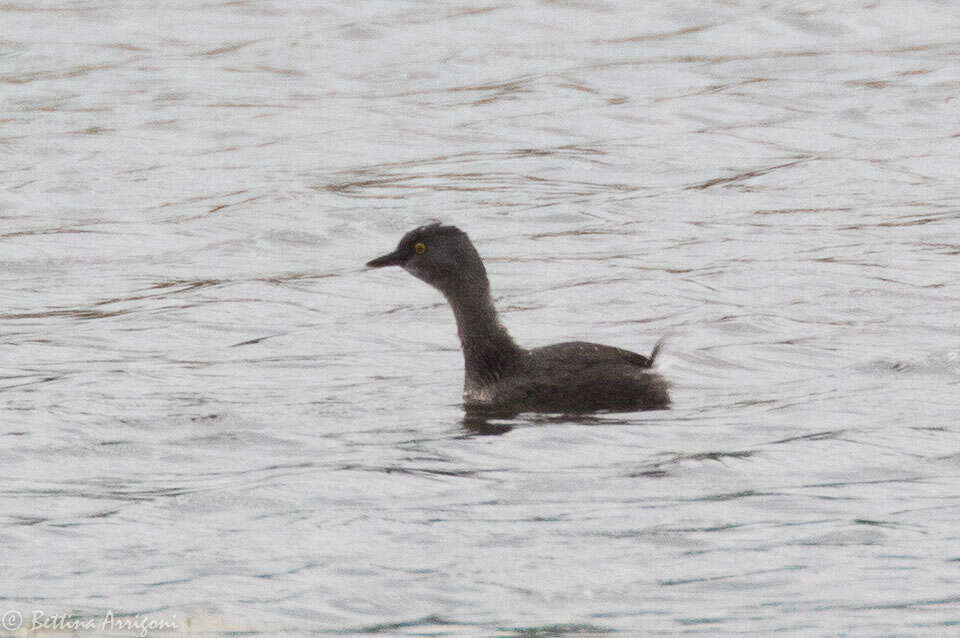 Image of Least Grebe