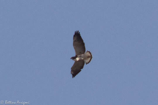 Image of White-tailed Hawk