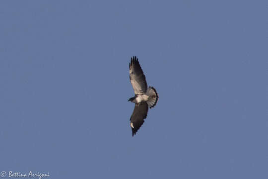 Image of White-tailed Hawk