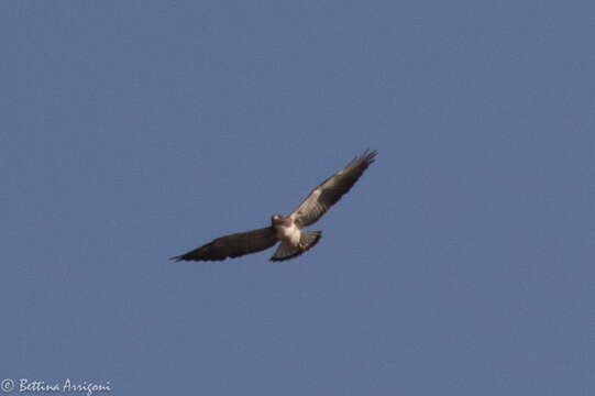 Image of White-tailed Hawk