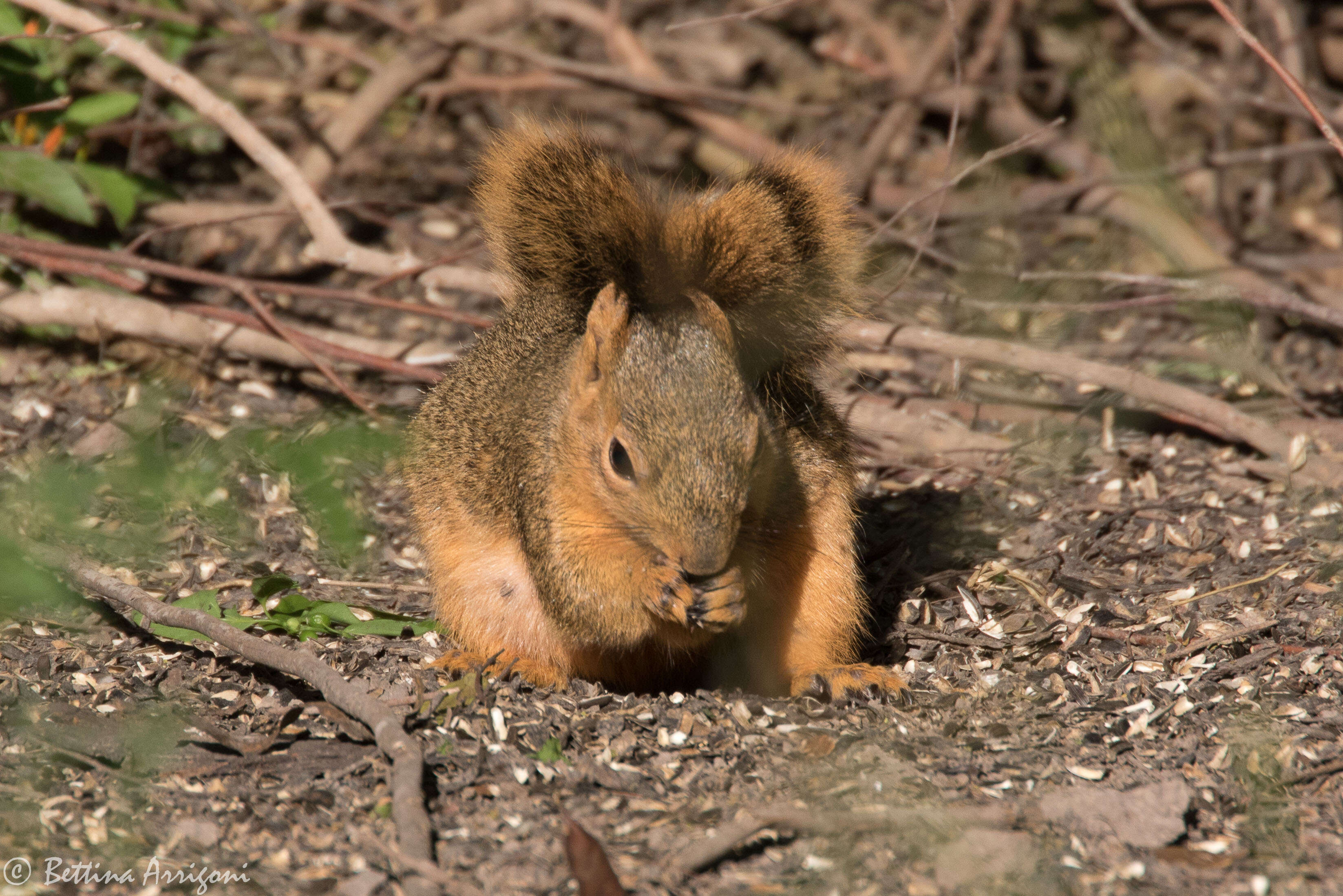 Image of Sciurus subgen. Sciurus Linnaeus 1758