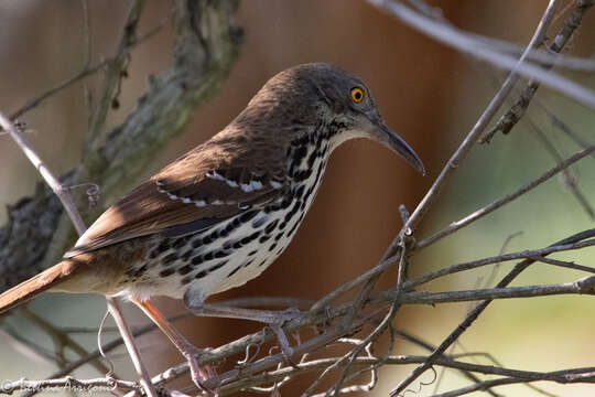 صورة Toxostoma longirostre (Lafresnaye 1838)