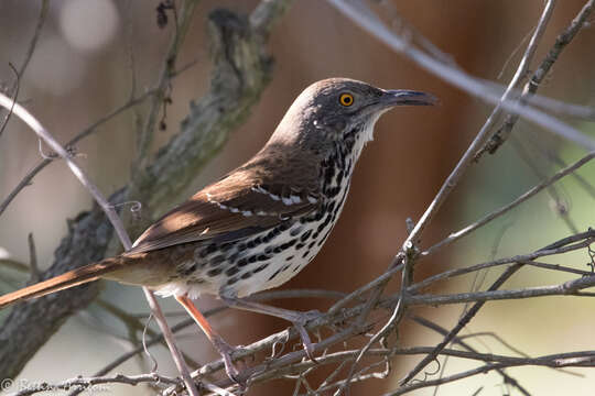 صورة Toxostoma longirostre (Lafresnaye 1838)