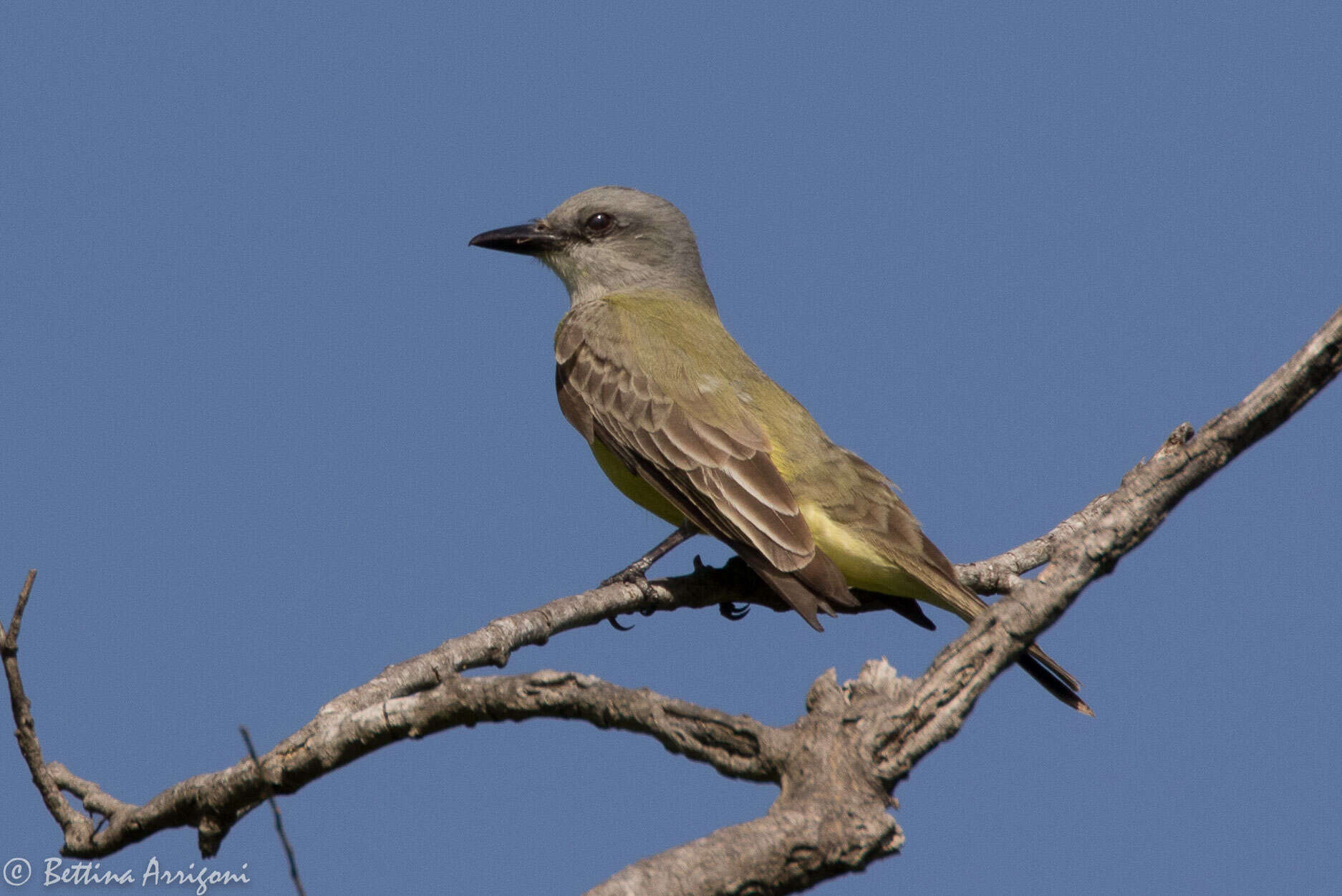 Image of Tropical Kingbird