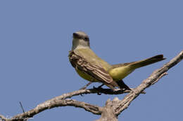 Image of Tropical Kingbird