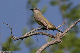 Image of Tropical Kingbird