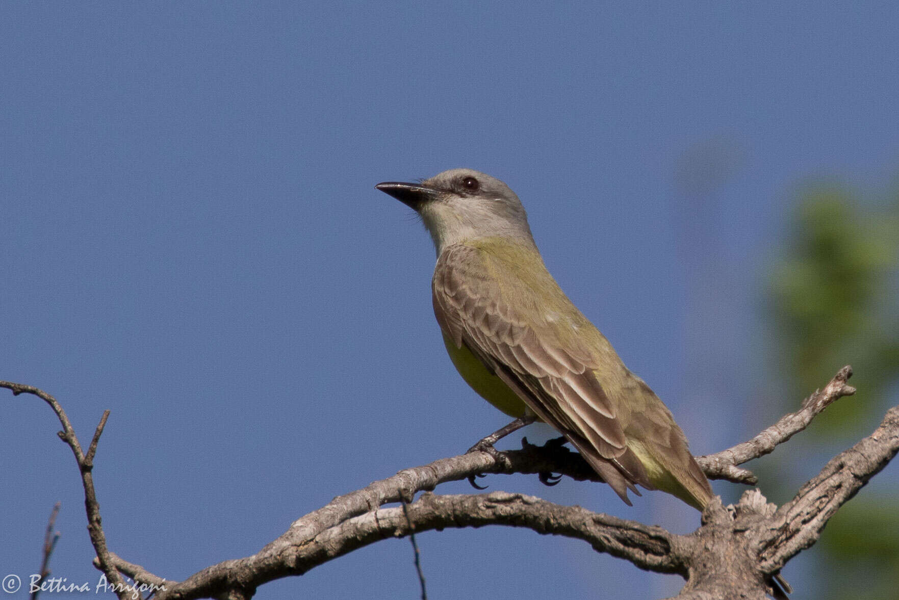 Image of Tropical Kingbird