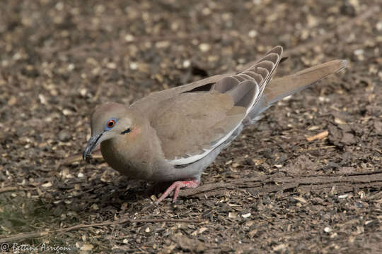 Image of White-winged Dove