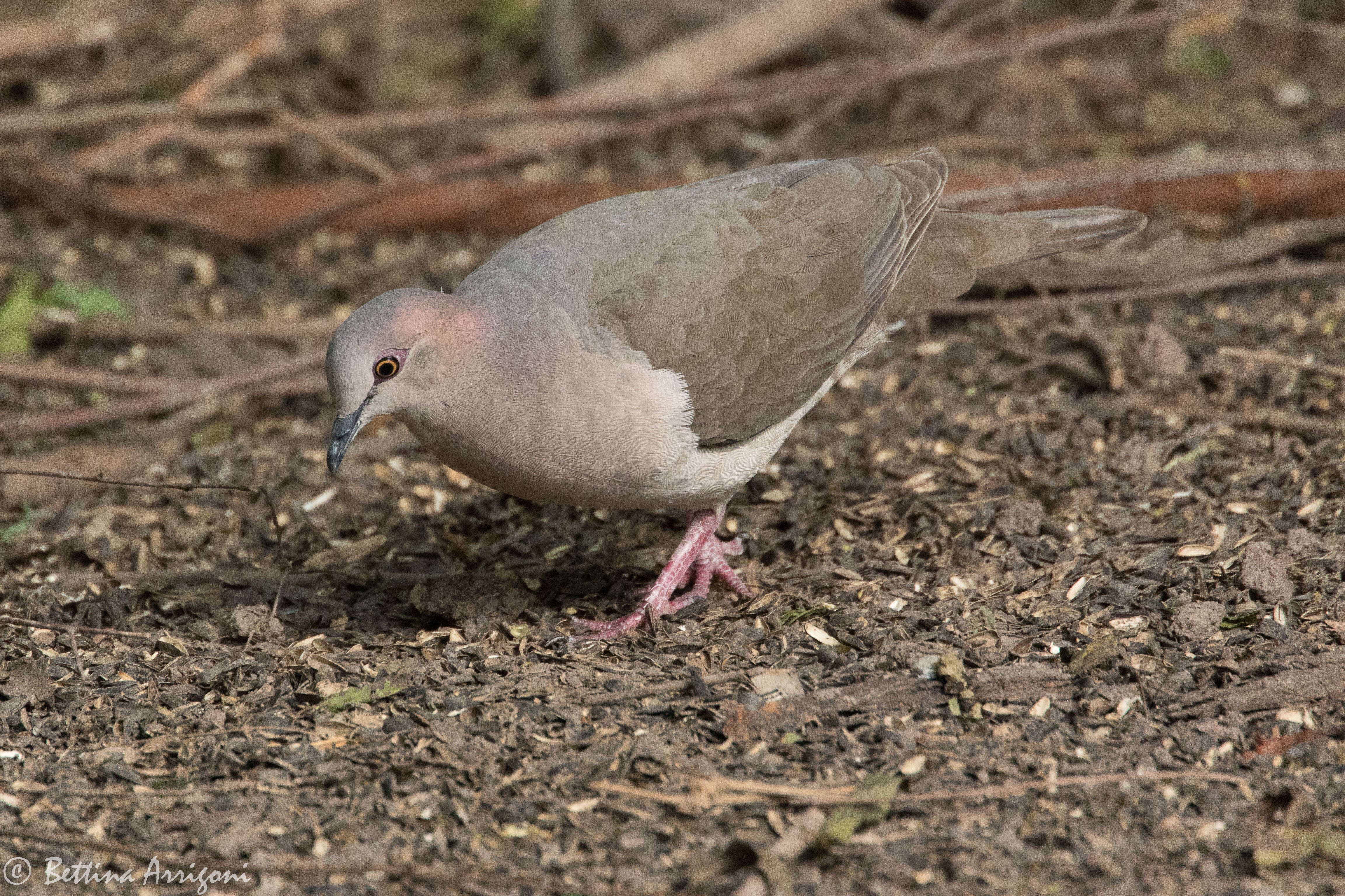 Image of White-tipped Dove