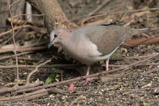 Image of White-tipped Dove