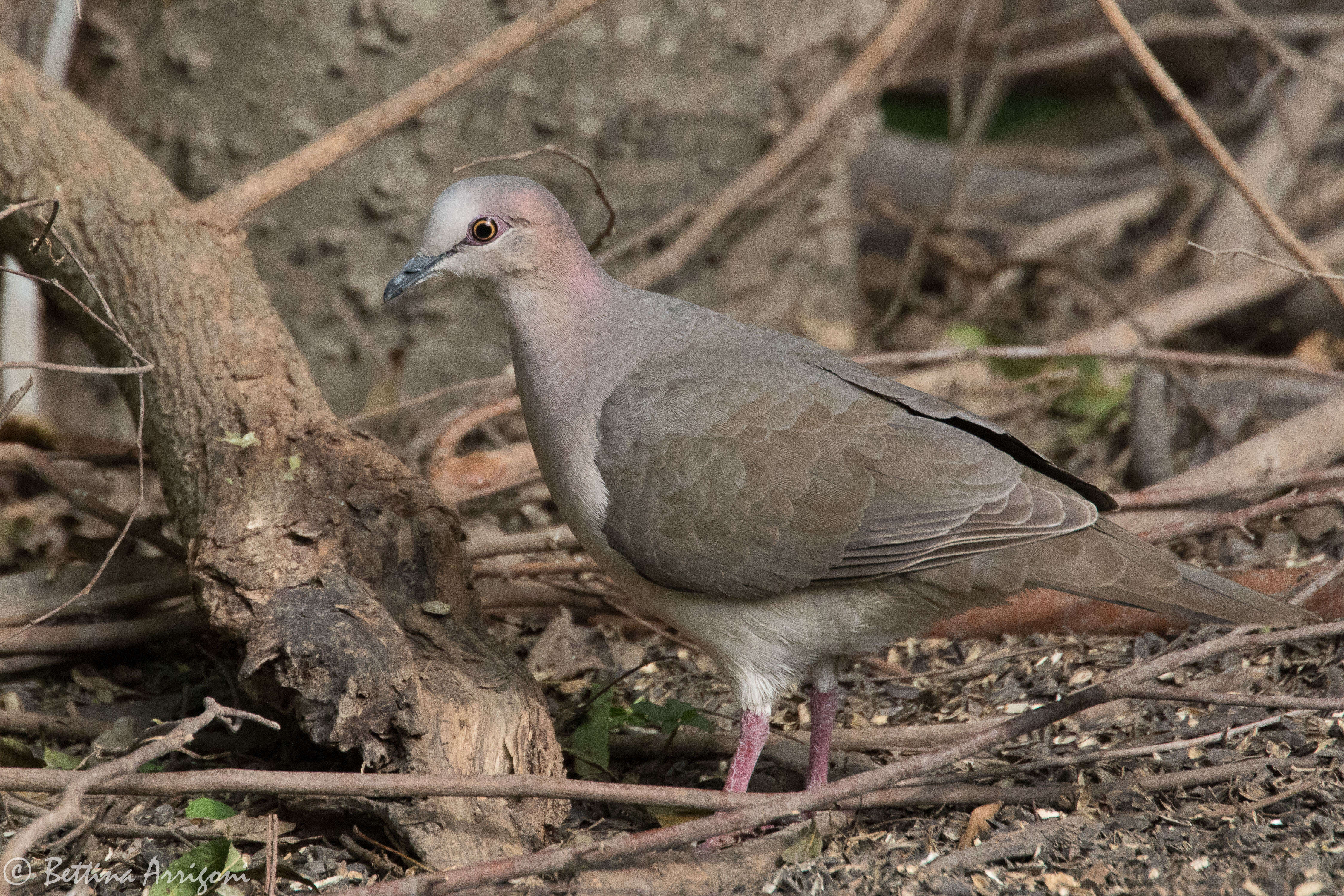 Image of White-tipped Dove