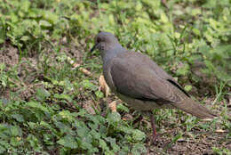 Image of White-tipped Dove