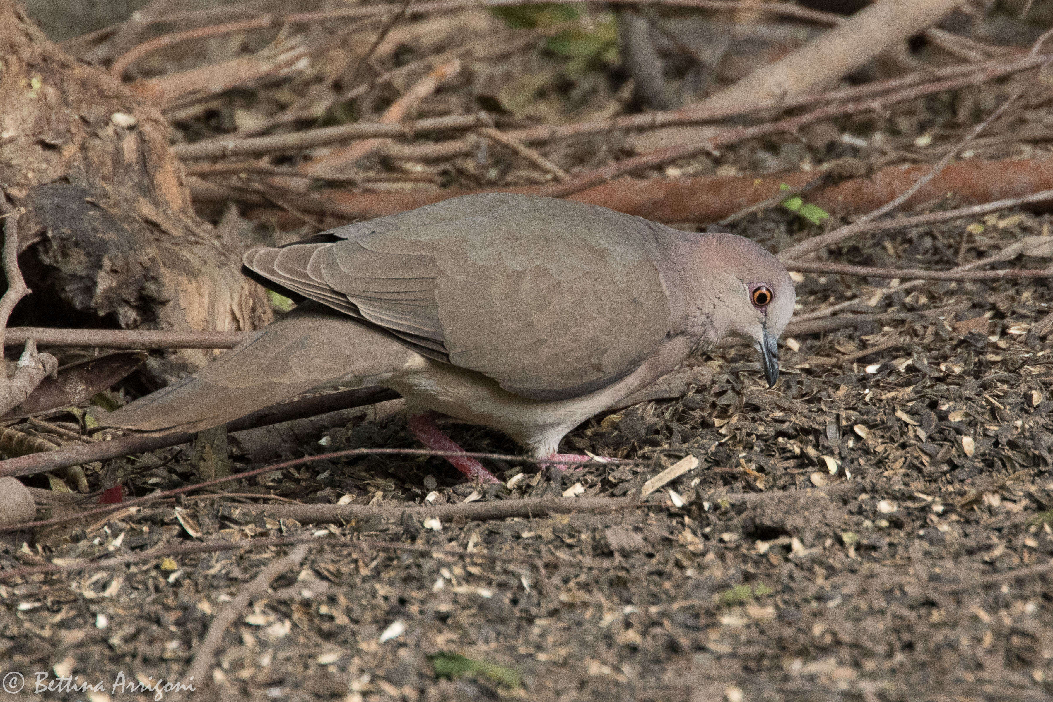 Image of White-tipped Dove