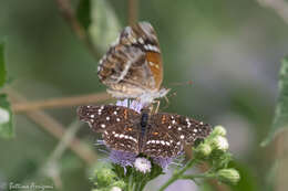 Image of Anthanassa texana