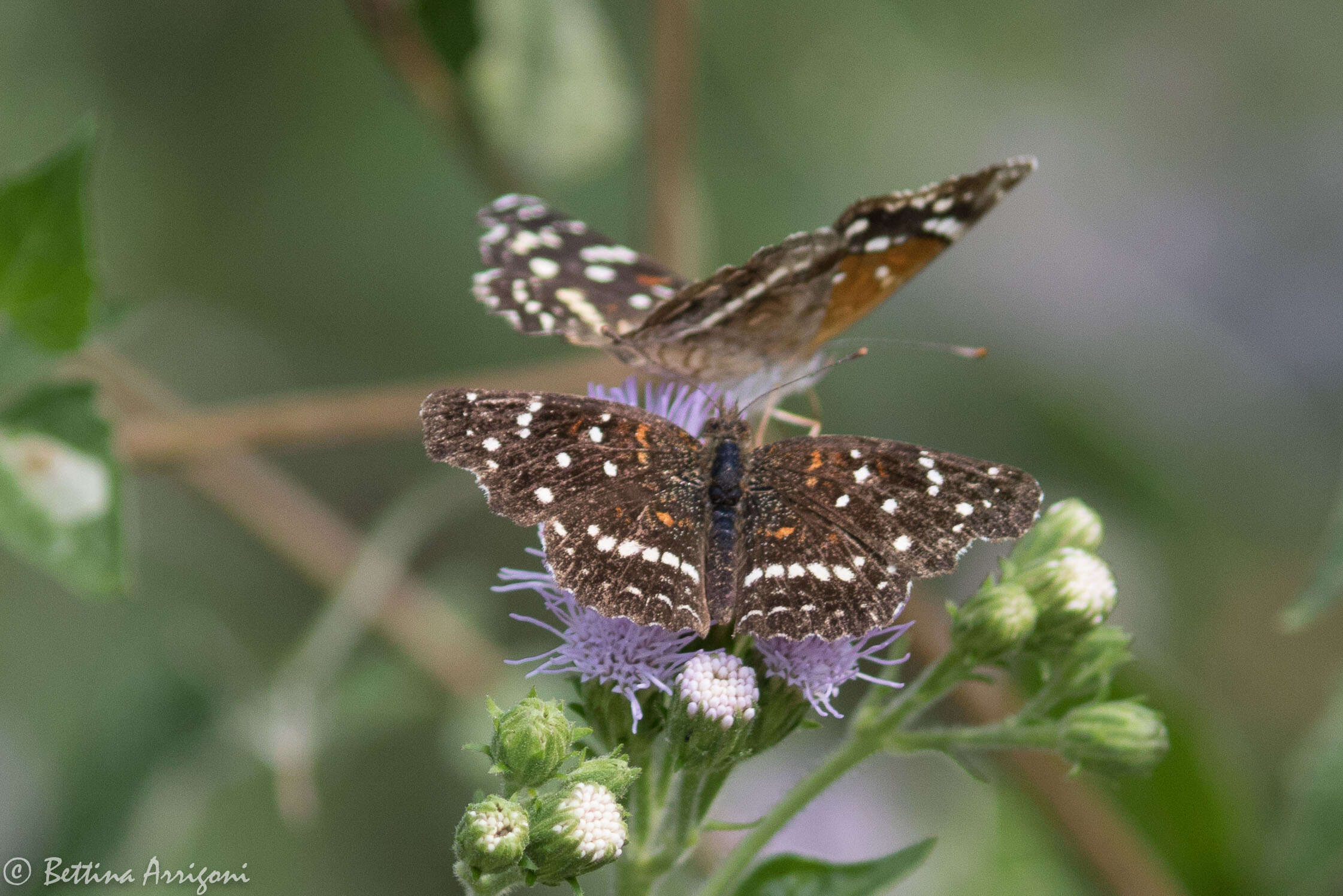 Image of Anthanassa texana