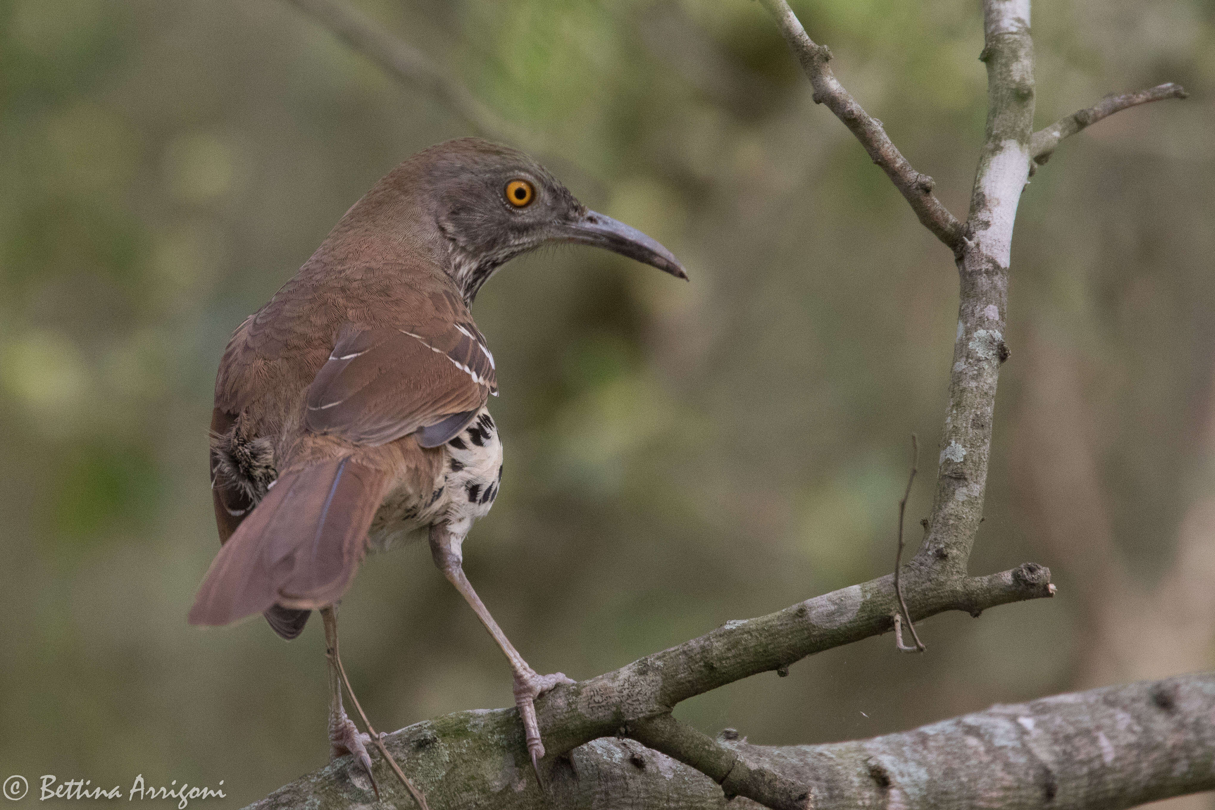 صورة Toxostoma longirostre (Lafresnaye 1838)