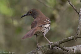 صورة Toxostoma longirostre (Lafresnaye 1838)