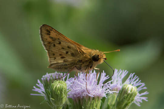 Image of Hylephila phyleus