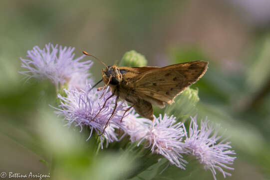 Image of Hylephila phyleus