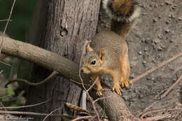 Image of Sciurus subgen. Sciurus Linnaeus 1758