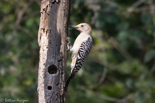 Image of Golden-fronted Woodpecker