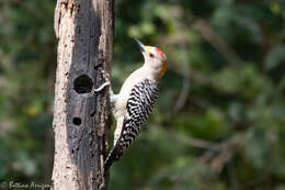 Image of Golden-fronted Woodpecker