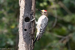 Image of Golden-fronted Woodpecker