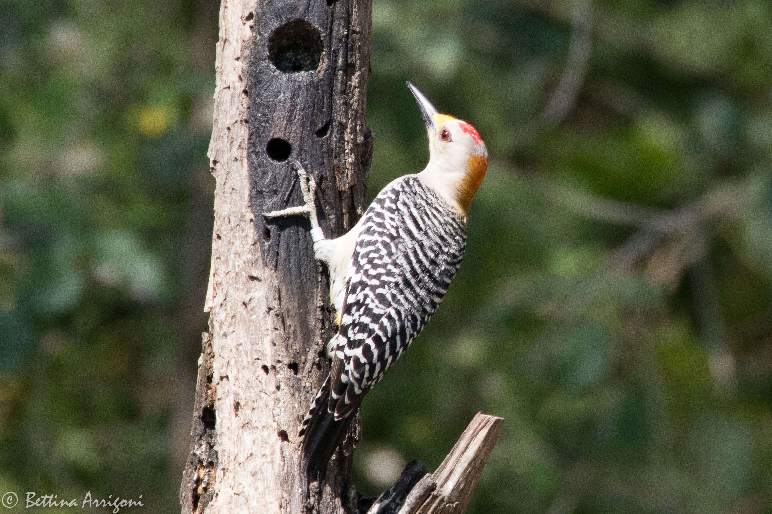 Image of Golden-fronted Woodpecker