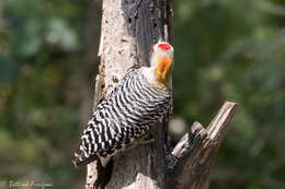 Image of Golden-fronted Woodpecker