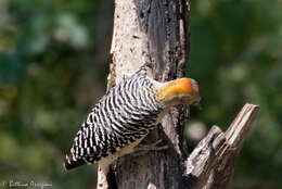 Image of Golden-fronted Woodpecker