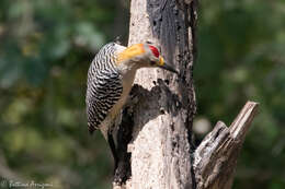 Image of Golden-fronted Woodpecker