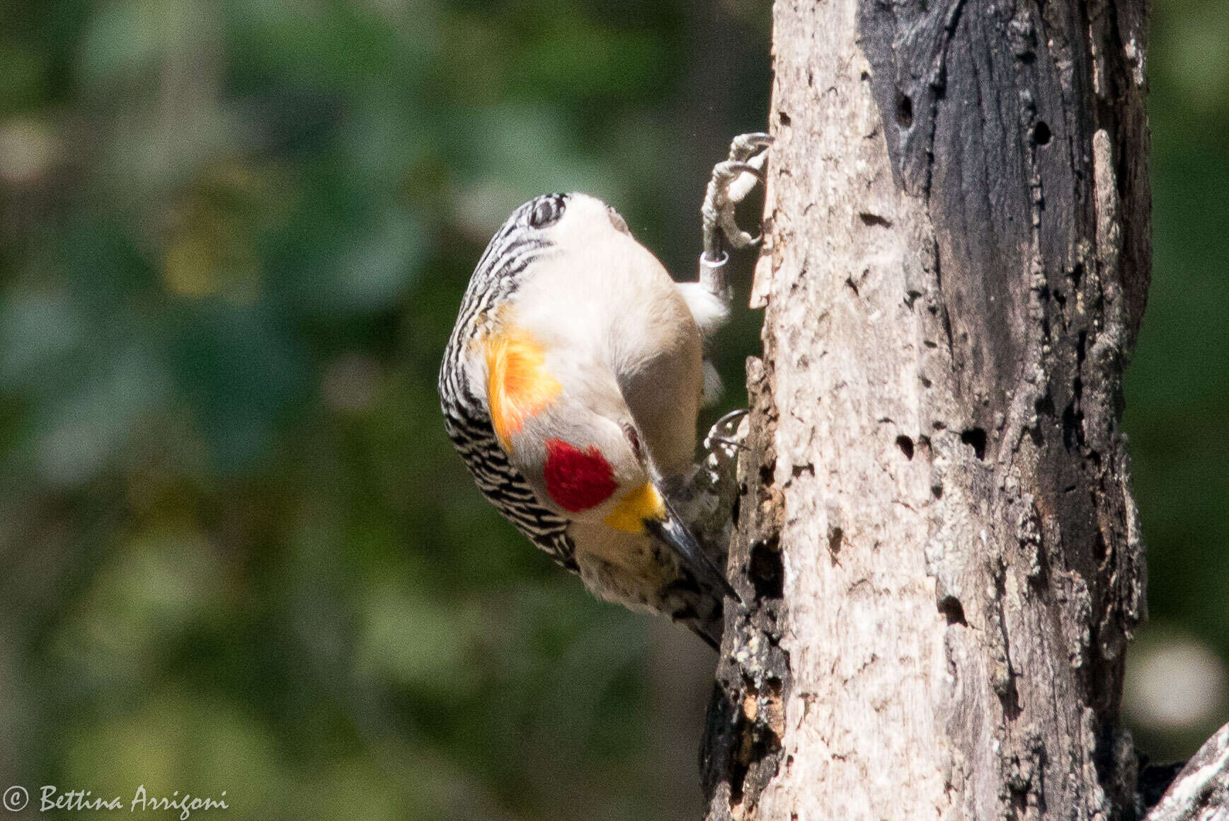 Image of Golden-fronted Woodpecker