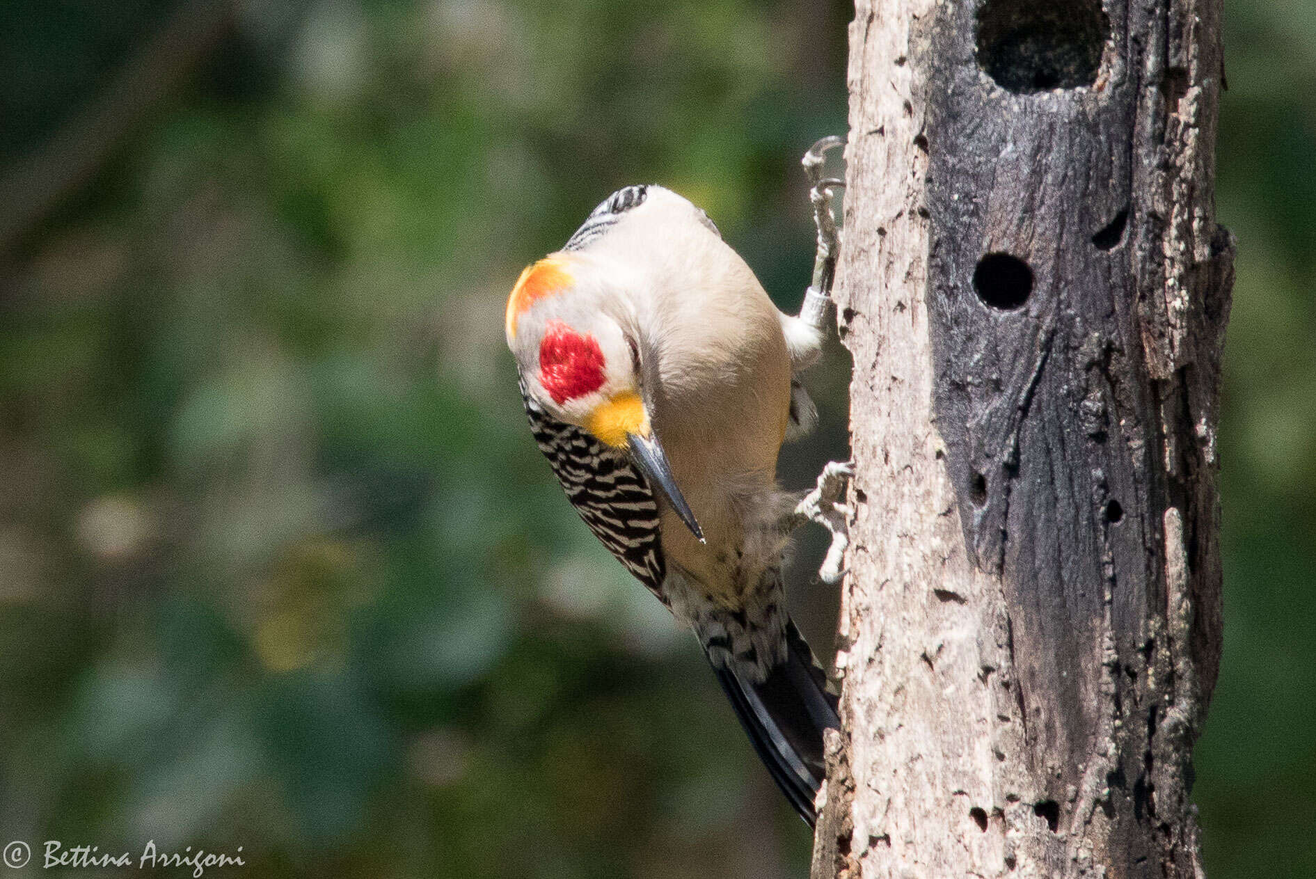 Image of Golden-fronted Woodpecker