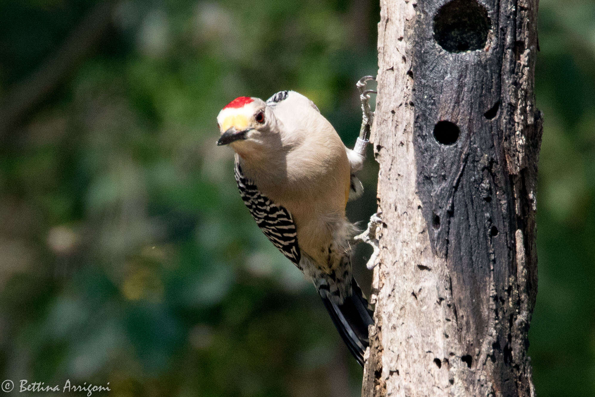 Image of Golden-fronted Woodpecker