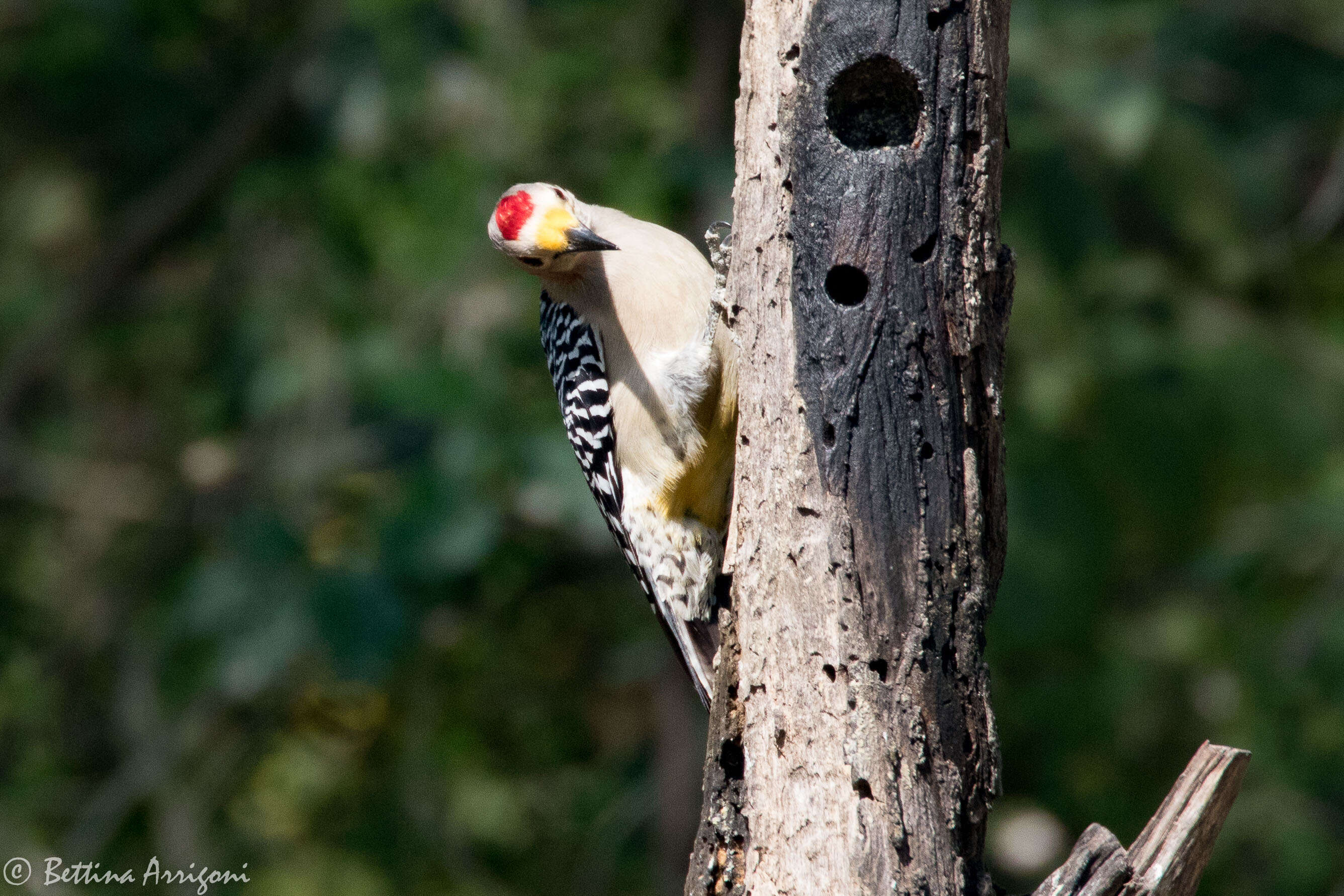 Image of Golden-fronted Woodpecker