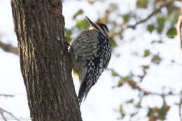 Image of Sapsucker