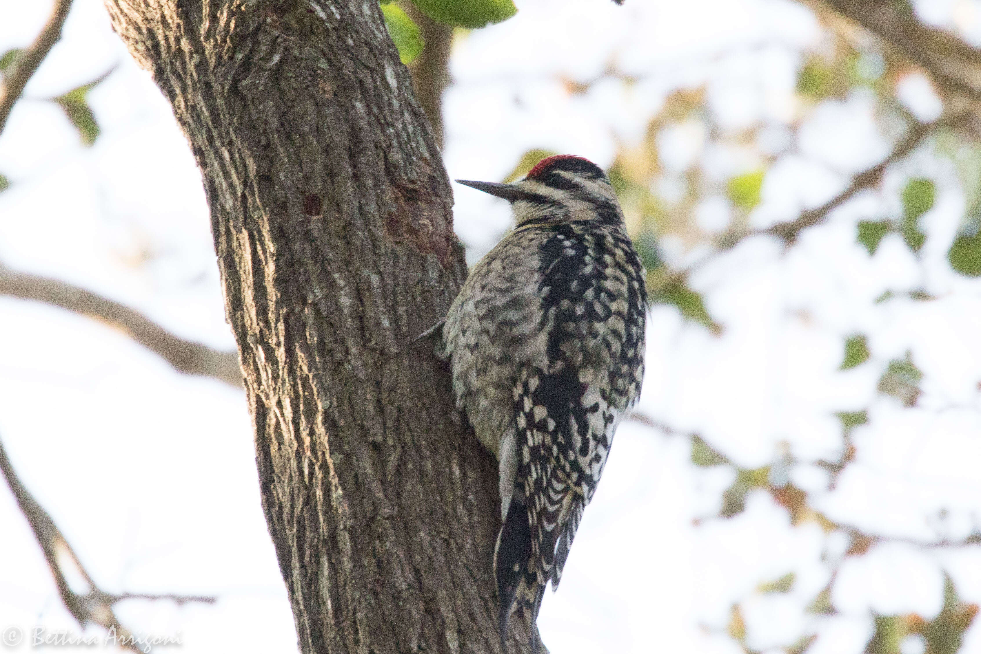 Image of Sapsucker