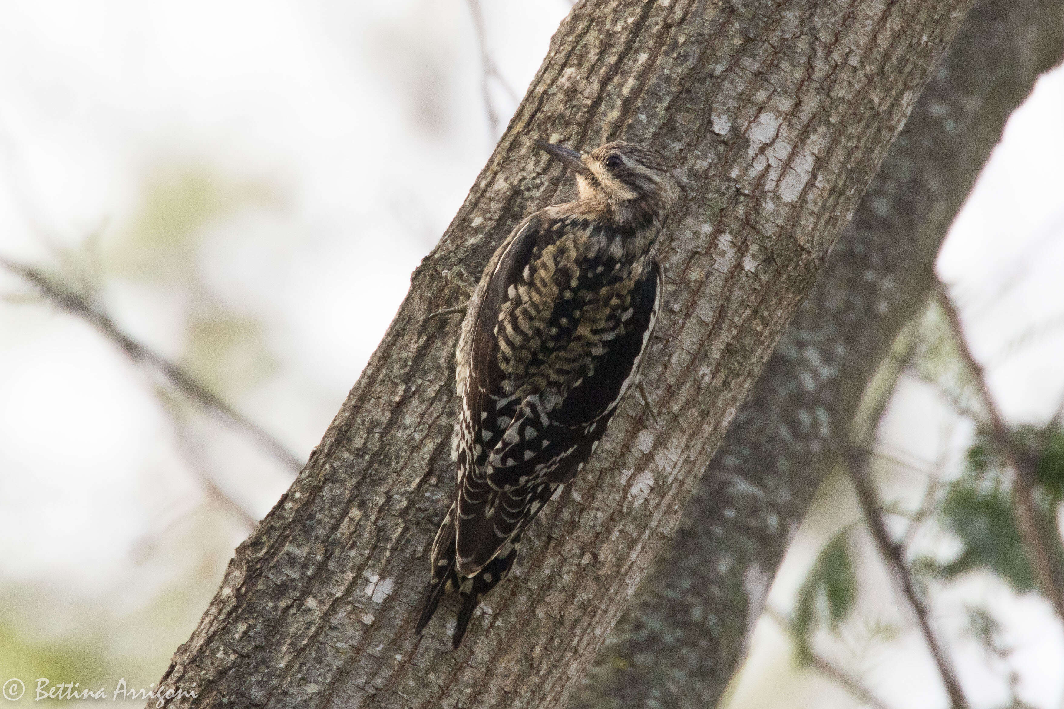 Image of Sapsucker