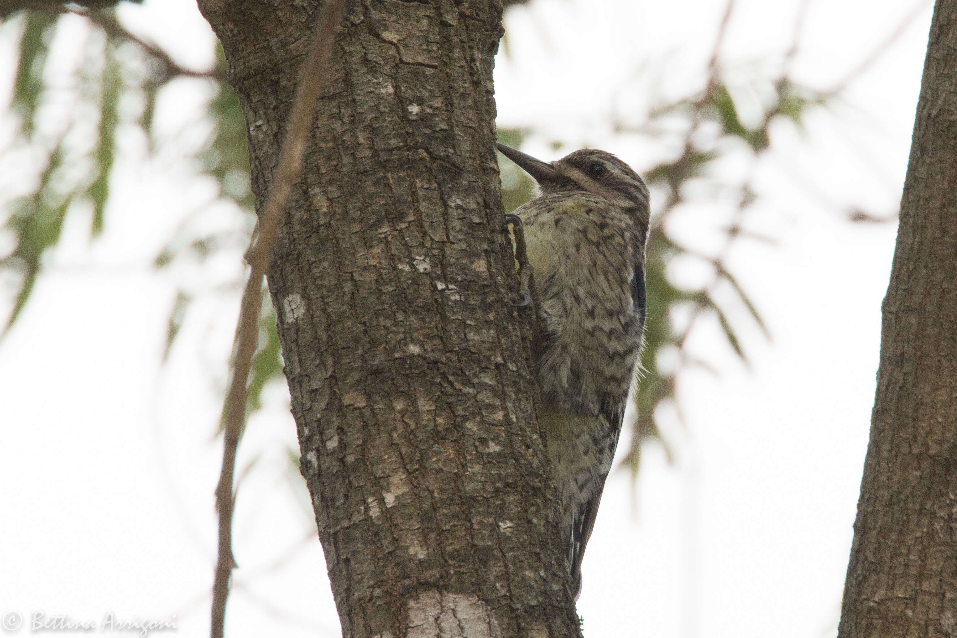 Image of Sapsucker