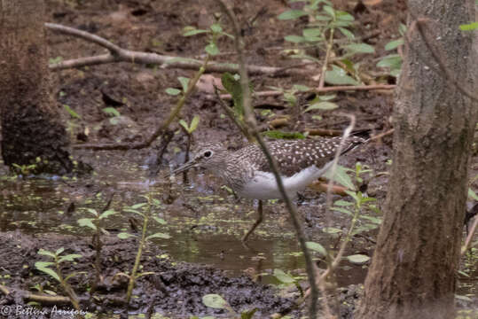 Image of Solitary Sandpiper