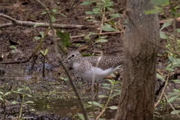 Image of Solitary Sandpiper