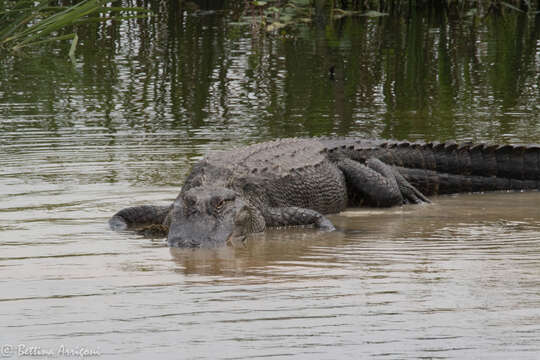 Image of alligators