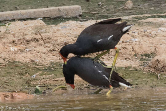 Image of Common Gallinule