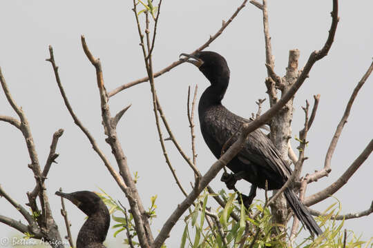 Image of Neotropic Cormorant