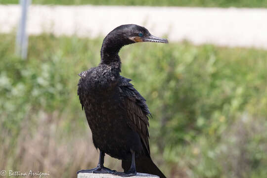 Image of Neotropic Cormorant