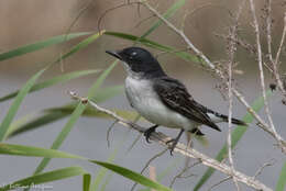 Image of Eastern Kingbird