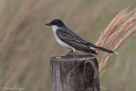 Image of Eastern Kingbird