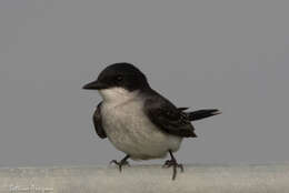 Image of Eastern Kingbird